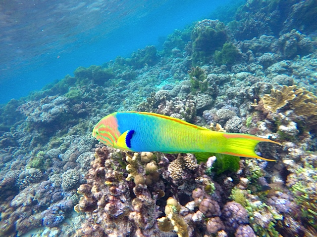 Elaborately tinted Wrasse cruising the coral.