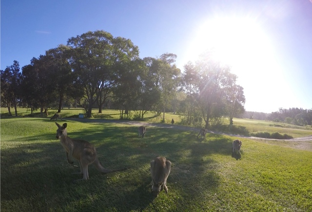 Acres of manicured grass is a dream come true for this mob of kangaroos.