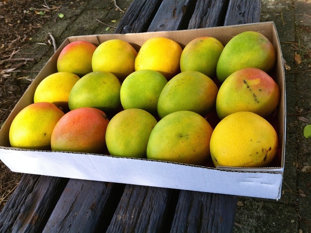 A tray of mangos becomes...