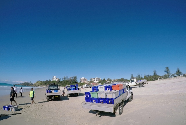 Beach scene with trucks and people and plastic crates for carting fish.