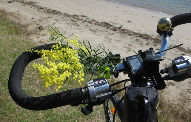 Winter wattle from early August bringing its wintery scent to my handlebars.