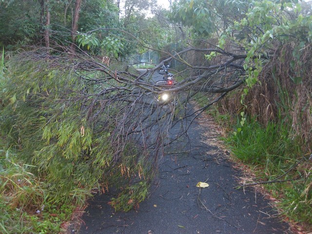 Tree blocking the pathway after the storm.