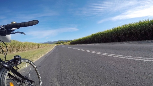 Riding past canefields in Tweed Valley.